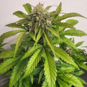 Jack Horror Weed Strain plant with dense green leaves and a prominent bud, showcasing healthy growth and vibrant foliage.