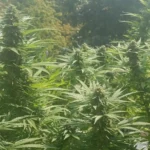 Lush outdoor cannabis plants in natural sunlight, with dense buds and green foliage, illustrating potential benefits of adding flavonoids for smoking cannabis.