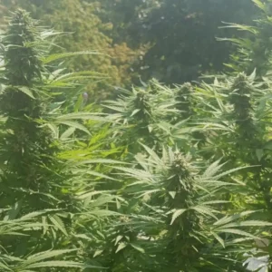 Lush outdoor cannabis plants in natural sunlight, with dense buds and green foliage, illustrating potential benefits of adding flavonoids for smoking cannabis.