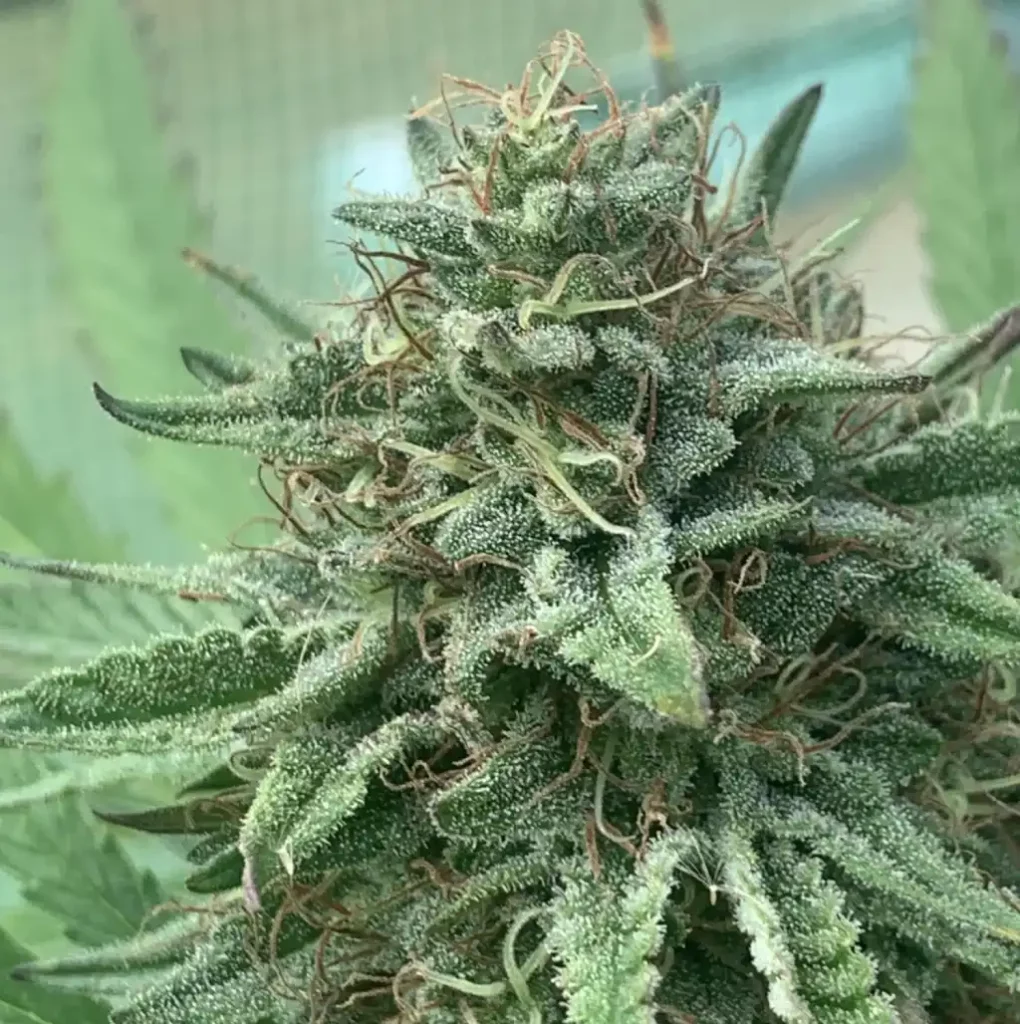 GSC Fast Flowering bud with frosty trichomes and vibrant green leaves in an advanced flowering stage.