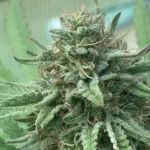 GSC Fast Flowering bud with frosty trichomes and vibrant green leaves in an advanced flowering stage.