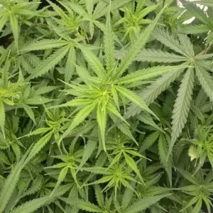 Moonshine Cookie plant showcasing vibrant green leaves and healthy growth, highlighting its lush foliage.