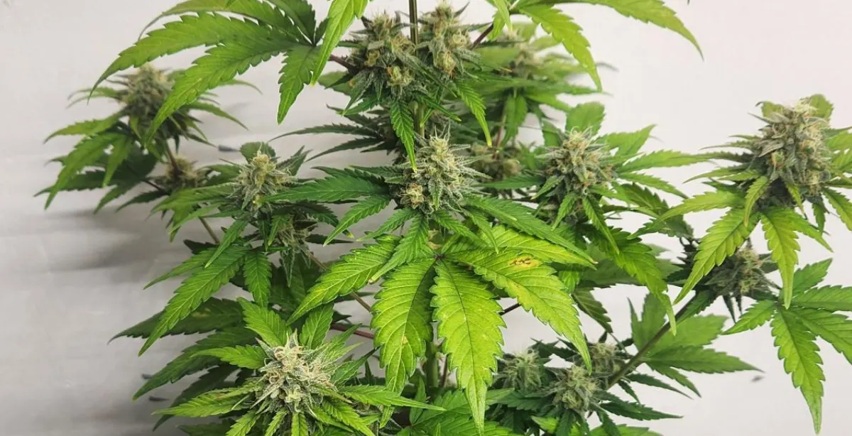 Northern Lights 10 cannabis plant with dense buds and vibrant green leaves, highlighting its robust structure and healthy growth.