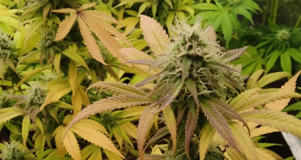 Indoor cannabis plant with vibrant yellow and purple leaves, emphasizing rich flavonoid content for enhanced smoking experience.
