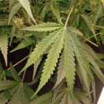 Pink Runtz Weed Strain leaf with lush green color and healthy serrated edges, highlighting the strain's robust growth.
