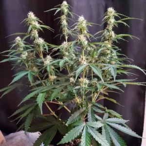 Plush Berry Autoflower plant with multiple bud sites and lush green leaves, showcasing healthy flowering under indoor lighting.