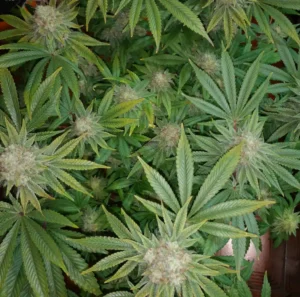 Rotten Zkittlez Weed Strain with dense buds and vibrant green leaves, displaying a healthy, robust structure under indoor lighting.