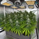 Dense arrangement of autoflower plants in a 3x3 grow tent under LED lights, maximizing yield with the best auto strains for compact spaces.
