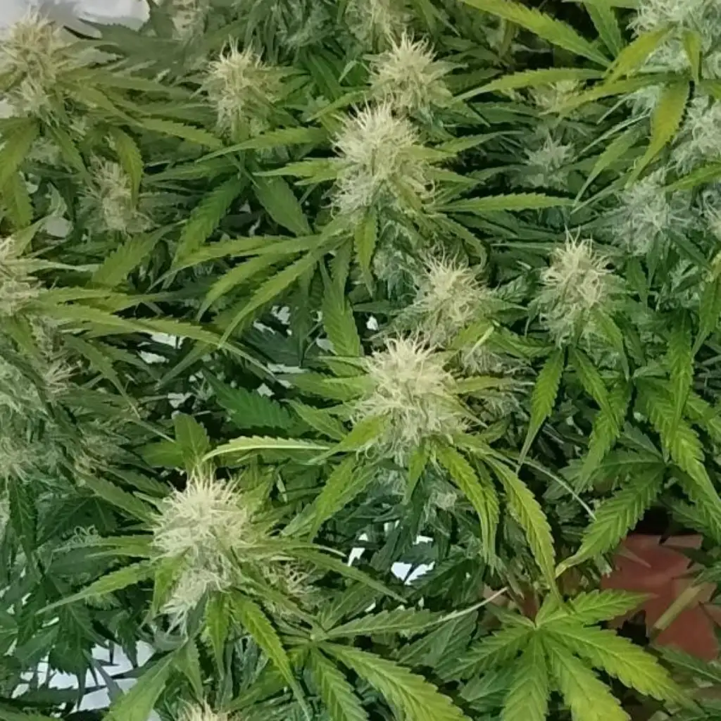 Healthy cannabis plants thriving in warm and humid climate conditions, showcasing robust growth and lush green foliage.