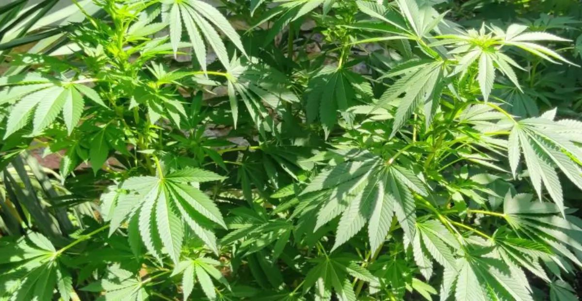 Wedding Cake Weed Strain plants growing outdoors with healthy, broad leaves, showcasing vigorous foliage in natural sunlight.