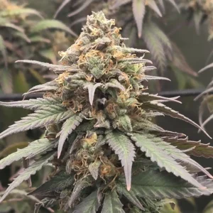 How to Grow Pineapple CBD Auto Bud