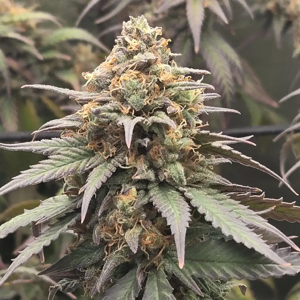 How to Grow Pineapple CBD Auto Bud