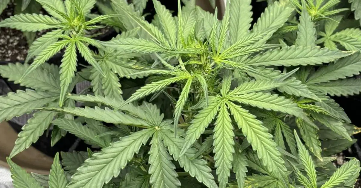 How to Grow Pineapple CBD Auto