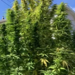 Dense, bushy cannabis plants growing under clear blue skies, thriving in an outdoor environment.