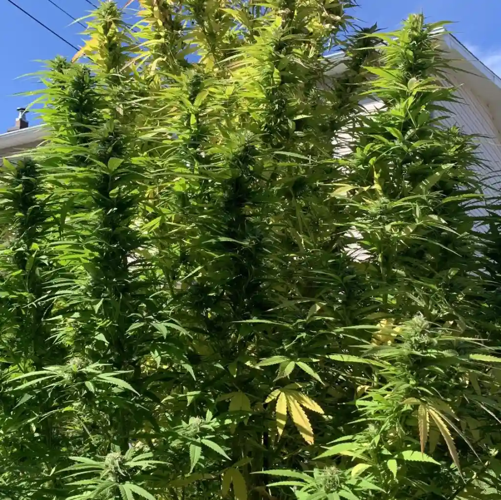 Dense, bushy cannabis plants growing under clear blue skies, thriving in an outdoor environment.