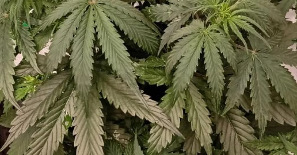 How to Grow Black Widow