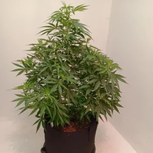 How to Grow Black Widow Indoor