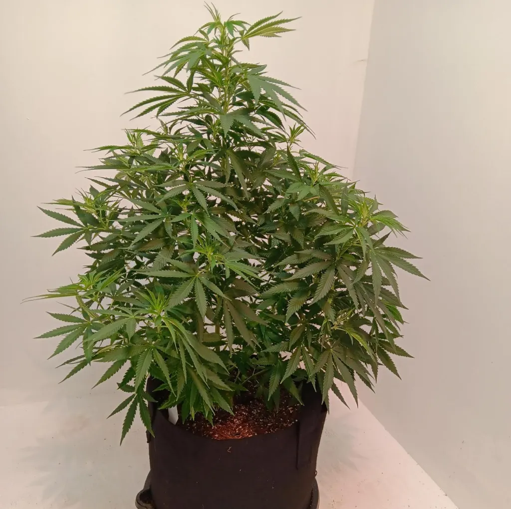 How to Grow Black Widow Indoor