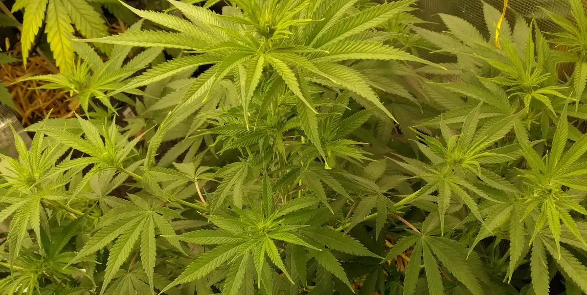 How to Grow Cannatonic