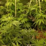 How to Grow Cannatonic Yield