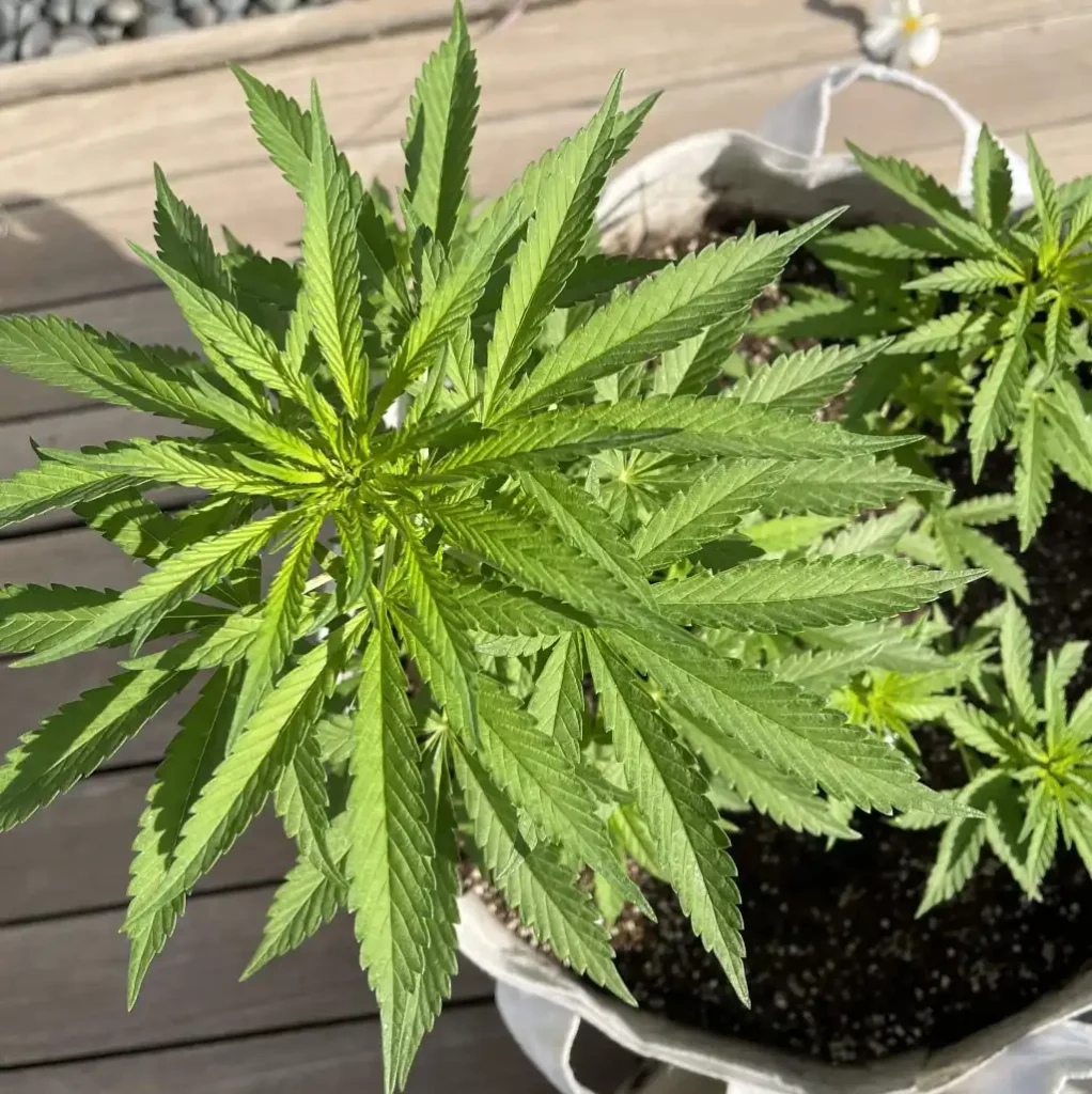Young CBD plant growing in a fabric pot outdoors, illustrating an early stage in how to grow CBD flower at home.