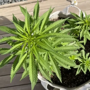 Young CBD plant growing in a fabric pot outdoors, illustrating an early stage in how to grow CBD flower at home.