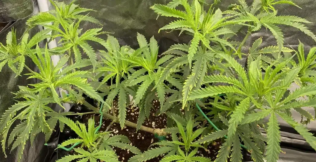 Multiple CBD plants in a controlled indoor setup with nutrient-rich soil, showing key steps in how to grow CBD flower at home.