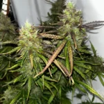 Critical Mass CBD cannabis plant with dense buds and vibrant leaves under indoor lighting.