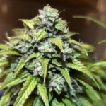 Close-up of a Kush weed plant with dense, frosty buds and vibrant green leaves, showcasing its unique growth pattern.