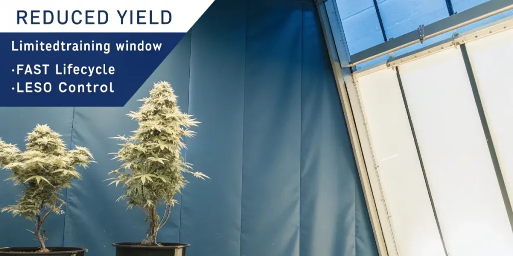 Indoor cannabis plant in vegetative stage being pruned with scissors