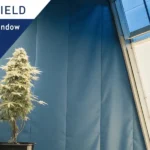 Indoor cannabis plant in vegetative stage being pruned with scissors