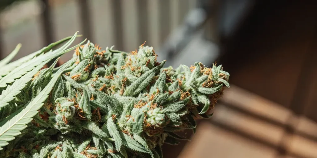 Alt text: Close-up of Lemon OG cannabis bud with frosty trichomes and orange pistils.