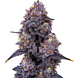 Lemon Cherry Runtz cannabis plant featuring purple buds, orange pistils, and a resinous coating of trichomes with leaves.