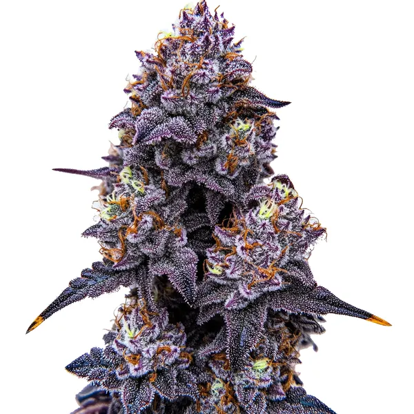 Lemon Cherry Runtz cannabis plant featuring purple buds, orange pistils, and a resinous coating of trichomes with leaves.