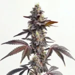 Modified Grapes cannabis strain showcasing dark purple buds and green leaves.