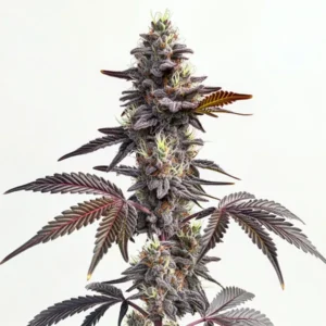 Modified Grapes cannabis strain showcasing dark purple buds and green leaves.