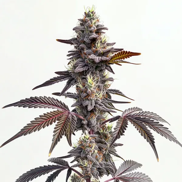 Modified Grapes cannabis strain showcasing dark purple buds and green leaves.