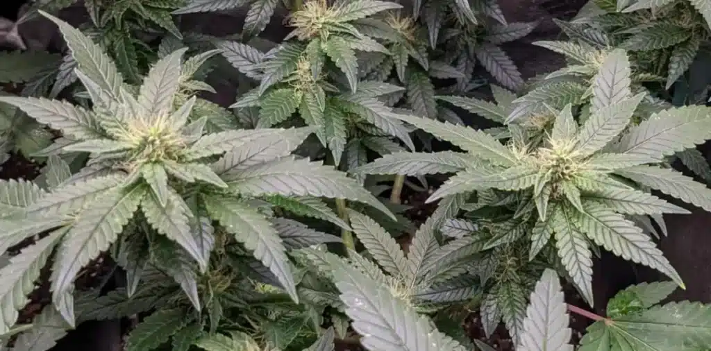 OG weed strain plant growing in an indoor setup