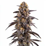 Slurty 3 cannabis strain with purple and orange hues, dense buds