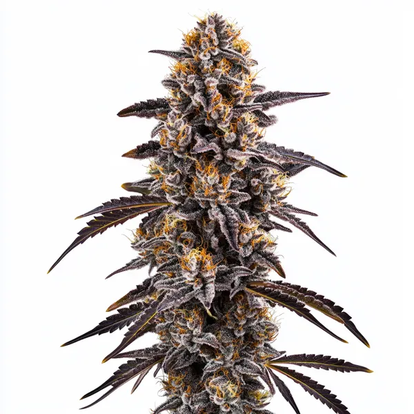 Slurty 3 cannabis strain with purple and orange hues, dense buds