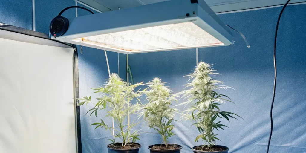 cannabis cultivation room with dense green plants and green LED light panels