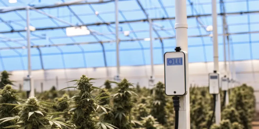 Smart sensor monitoring humidity levels in an indoor cannabis grow room with healthy flowering plants.