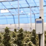 Smart sensor monitoring humidity levels in an indoor cannabis grow room with healthy flowering plants.