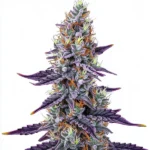 Sunset Runtz cannabis strain featuring purple hues and orange pistils.