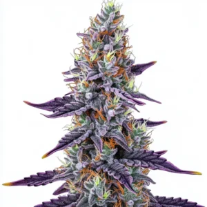 Sunset Runtz cannabis strain featuring purple hues and orange pistils.