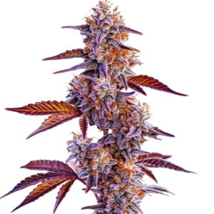Trop Cherry cannabis strain featuring purple hues, covered in resinous trichomes, with an intense cherry aroma and rich green leaves.