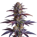 White Runtz cannabis strain featuring purple hues, frosty trichomes, and dense buds with green leaves, presenting an appealing look.