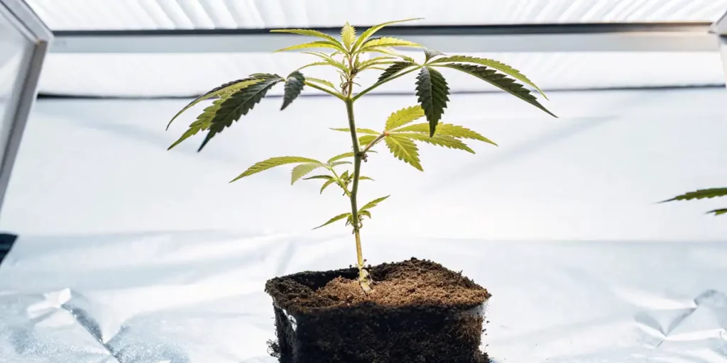 Young cannabis clone growing under grow lights in an indoor cultivation setup.
