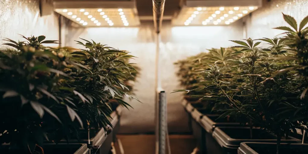 ndoor cannabis grow room with plants under bright LED lights, showcasing vibrant green leaves and healthy growth.