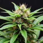 A close-up view of a flowering cannabis bud with vibrant green leaves and orange pistils against a dark background.